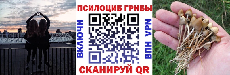 купить наркоту  Шатура  KRAKEN онион  Псилоцибиновые грибы Psilocybine cubensis 